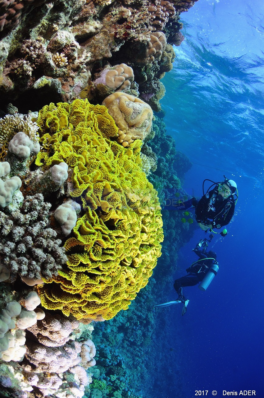 Turbinaria reniformis Corail feuille de salade-Catherine Ambiance Safaga Panomara Reef Sud-3m-20171123-Denis-ADER-DSC_3586_tn.jpg